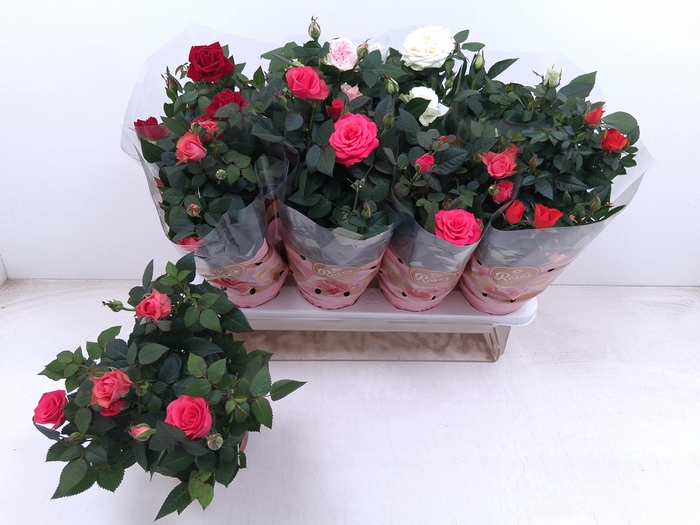 <h4>RO FAV RO GEM 5 SRT</h4>