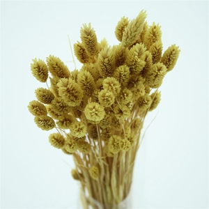 Dried Phalaris Yellow