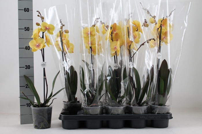 <h4>PHAL MANTA PALAU</h4>