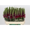 Antirrhinum Opus Red