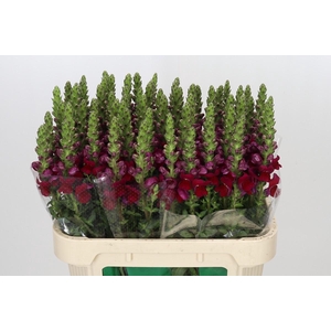 Antirrhinum Opus Red