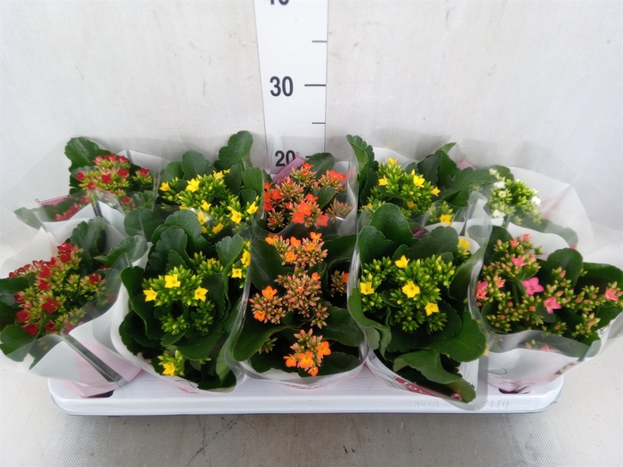 <h4>Kalanchoe blos.   ..mix 5</h4>