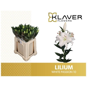 LI OR WHITE PASSION