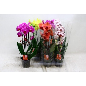 PHAL EL CASCADE
