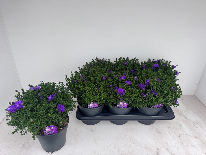 <h4>ASTER D AL D PURP LA</h4>