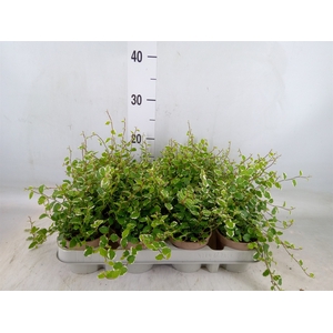 Ficus pumila 'White Sunny'