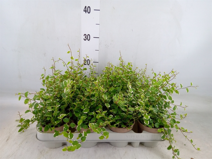 <h4>Ficus pumila 'White Sunny'</h4>