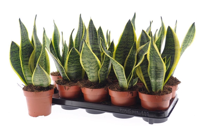 Sansev Futura Superb