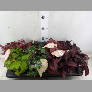 Begonia BD rex   ...mix
