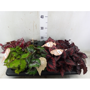 Begonia BD rex   ...mix