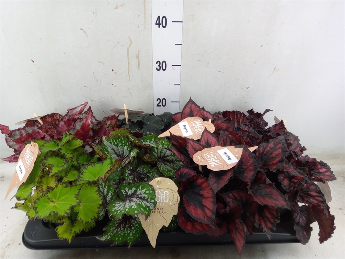 <h4>Begonia BD rex   ...mix</h4>
