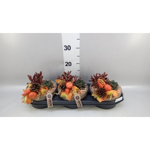 Arr.  Succulents L%