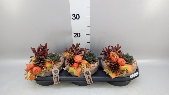 <h4>Arr.  Succulents L%</h4>
