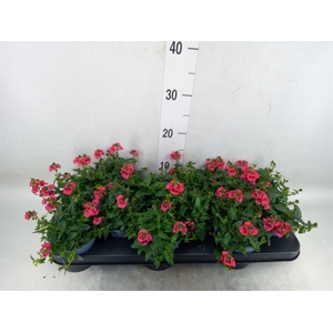 Diascia  'FlyColors Trail Red'