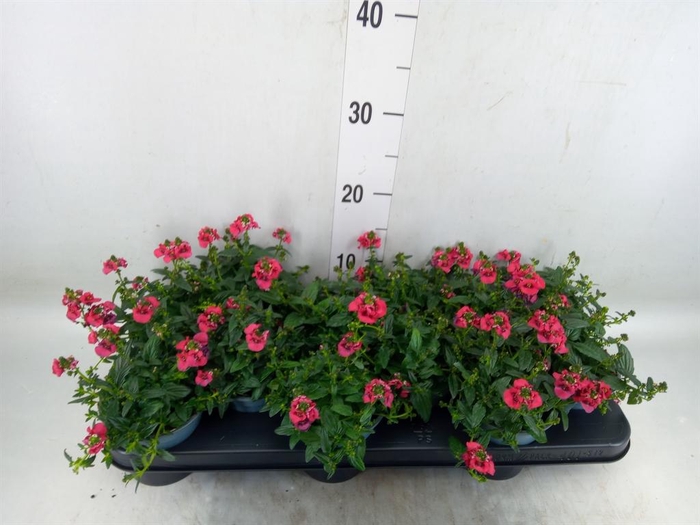 <h4>Diascia  'FlyColors Trail Red'</h4>