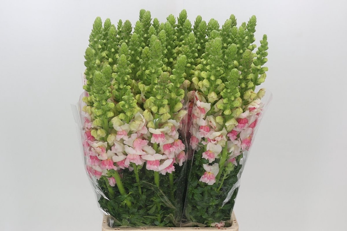 <h4>Antirrhinum Potomac Appleblossom</h4>