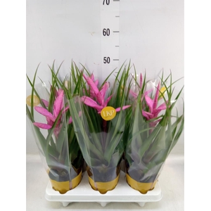 Tillandsia  'Antonio'