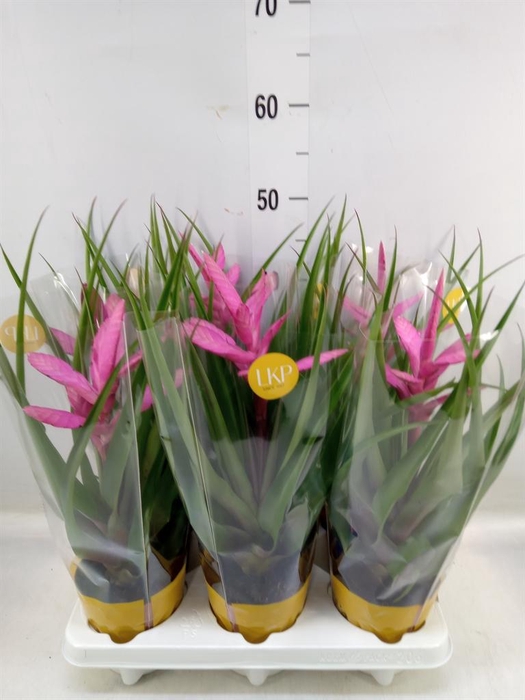 <h4>Tillandsia  'Antonio'</h4>