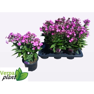 PHLOX P FAMOUS L PUR