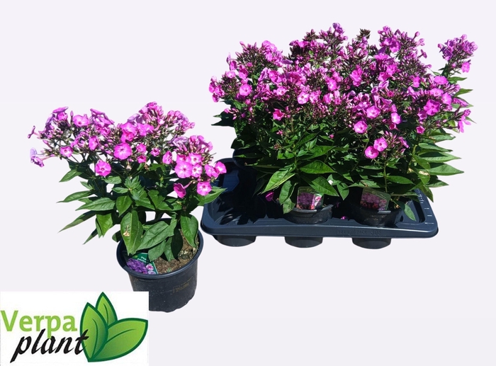 <h4>PHLOX P FAMOUS L PUR</h4>