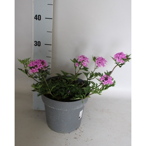 vaste planten 19 cm  Verbena canadensis Rose
