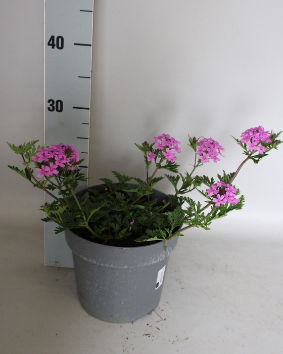 <h4>vaste planten 19 cm  Verbena canadensis Rose</h4>