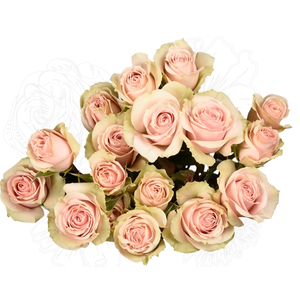 R Tr Wedding Sensation Light Pink 50cm EC