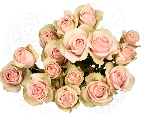 R Tr Wedding Sensation Light Pink 60cm EC