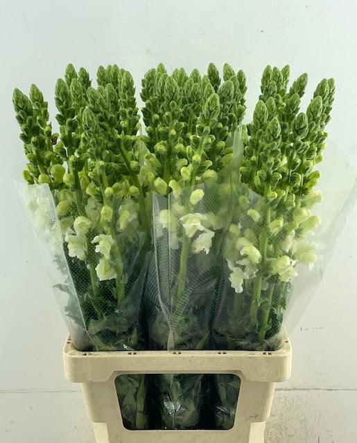 <h4>ANTIR POTO WHITE</h4>