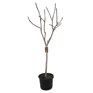 Ficus carica