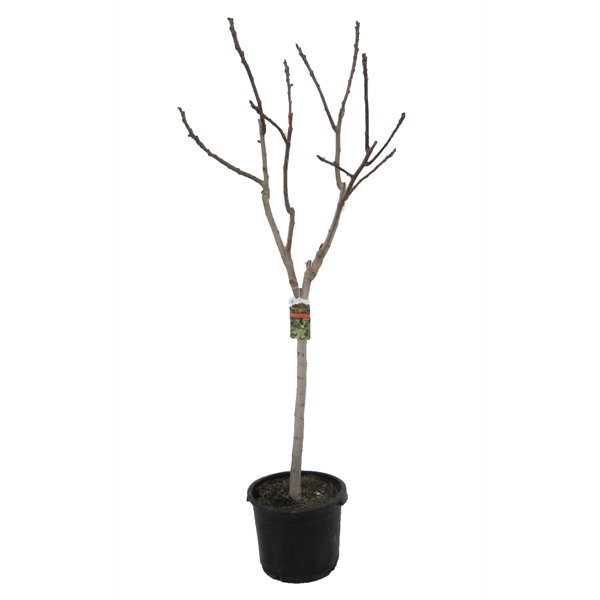 <h4>Ficus carica</h4>