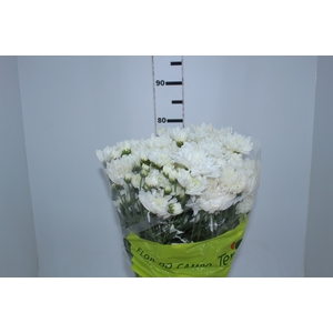 CRISANTEMO ZEMBLA 080 CM
