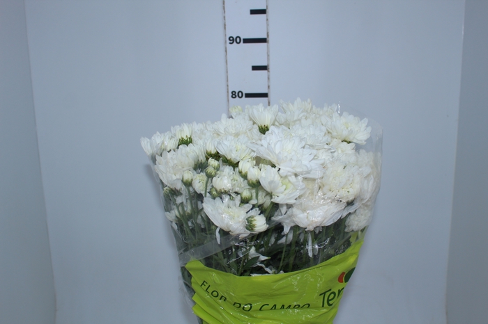 CRISANTEMO ZEMBLA 080 CM