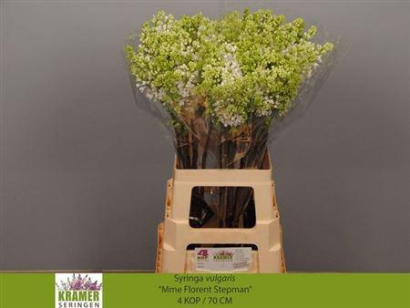 <h4>Syr V Mme Fl Stepman 70cm 4+</h4>