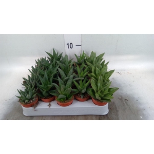 Aloe   ...mix