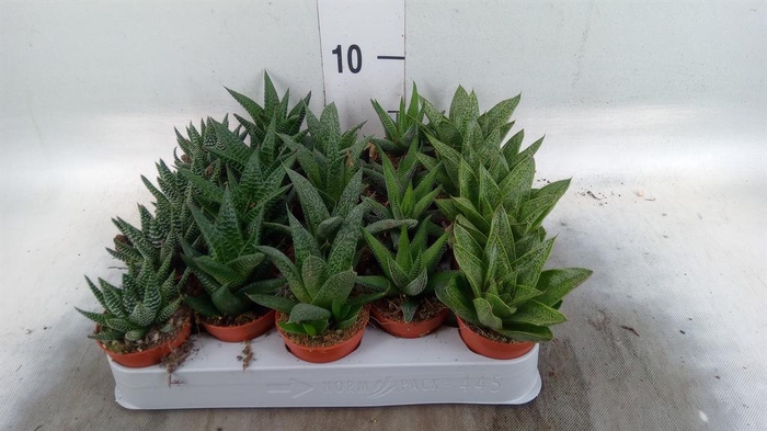 <h4>Aloe ...mix</h4>