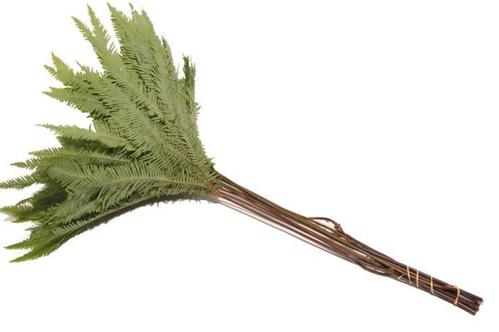 Umbrella Paraplu Fern