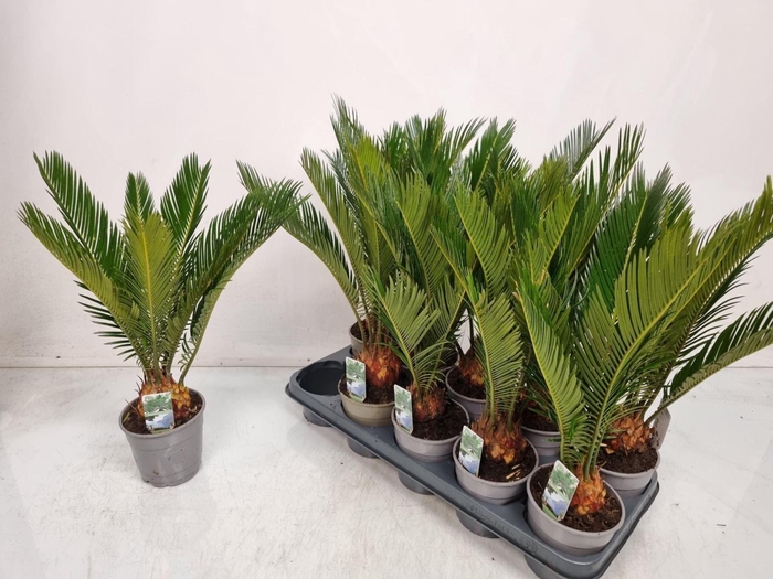 <h4>Cycas revoluta</h4>