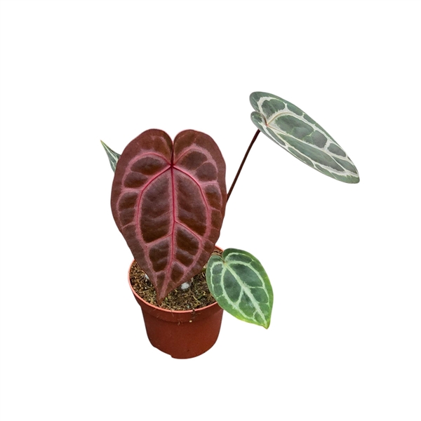 <h4>Anthurium DocBlock Anthurium Zara® '29' X Zara® '3'</h4>