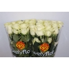 R GR MONDIAL Welyflor
