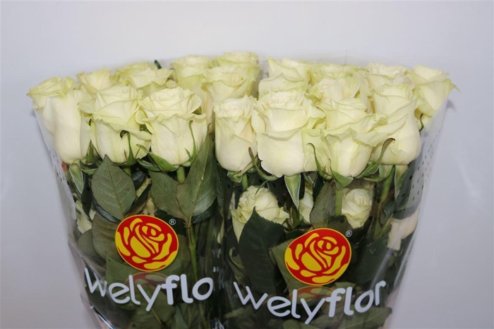 <h4>R GR MONDIAL Welyflor</h4>