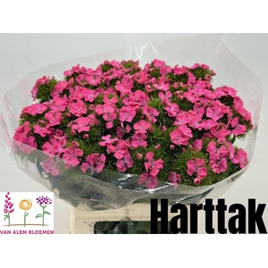 DI BARB S WILL PINK