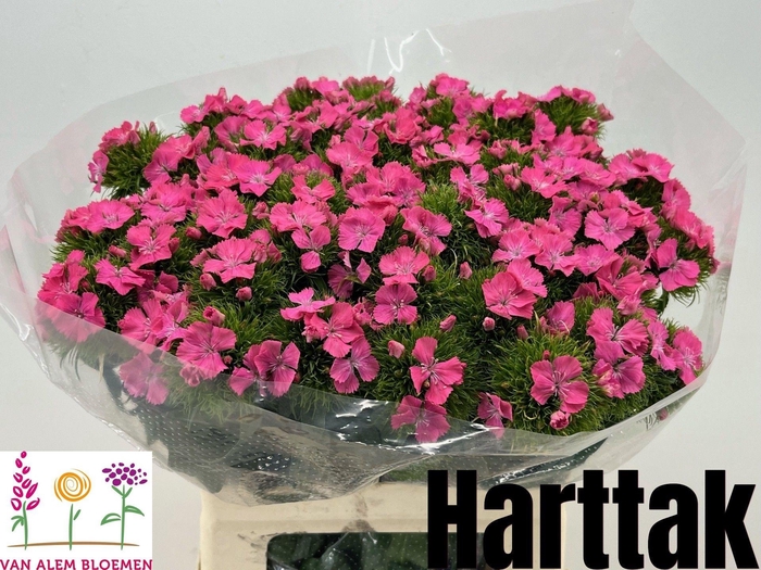 <h4>DI BARB S WILL PINK</h4>