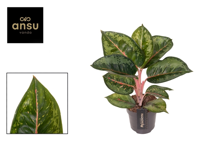 <h4>Aglaonema Camo Rubina</h4>