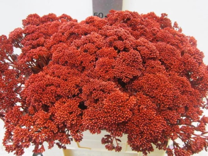 <h4>Sedum Bordeaux</h4>