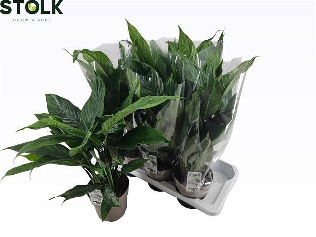 <h4>SPATH DIAMOND</h4>