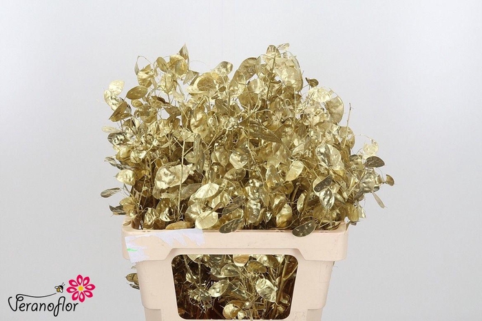 <h4>SNIJBL OV KLB H% BS</h4>