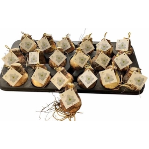 BLOEMBOL HIPPEASTRUM