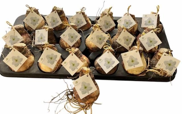 <h4>BLOEMBOL HIPPEASTRUM</h4>