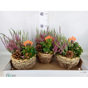 Arr.   Tuinplanten L%